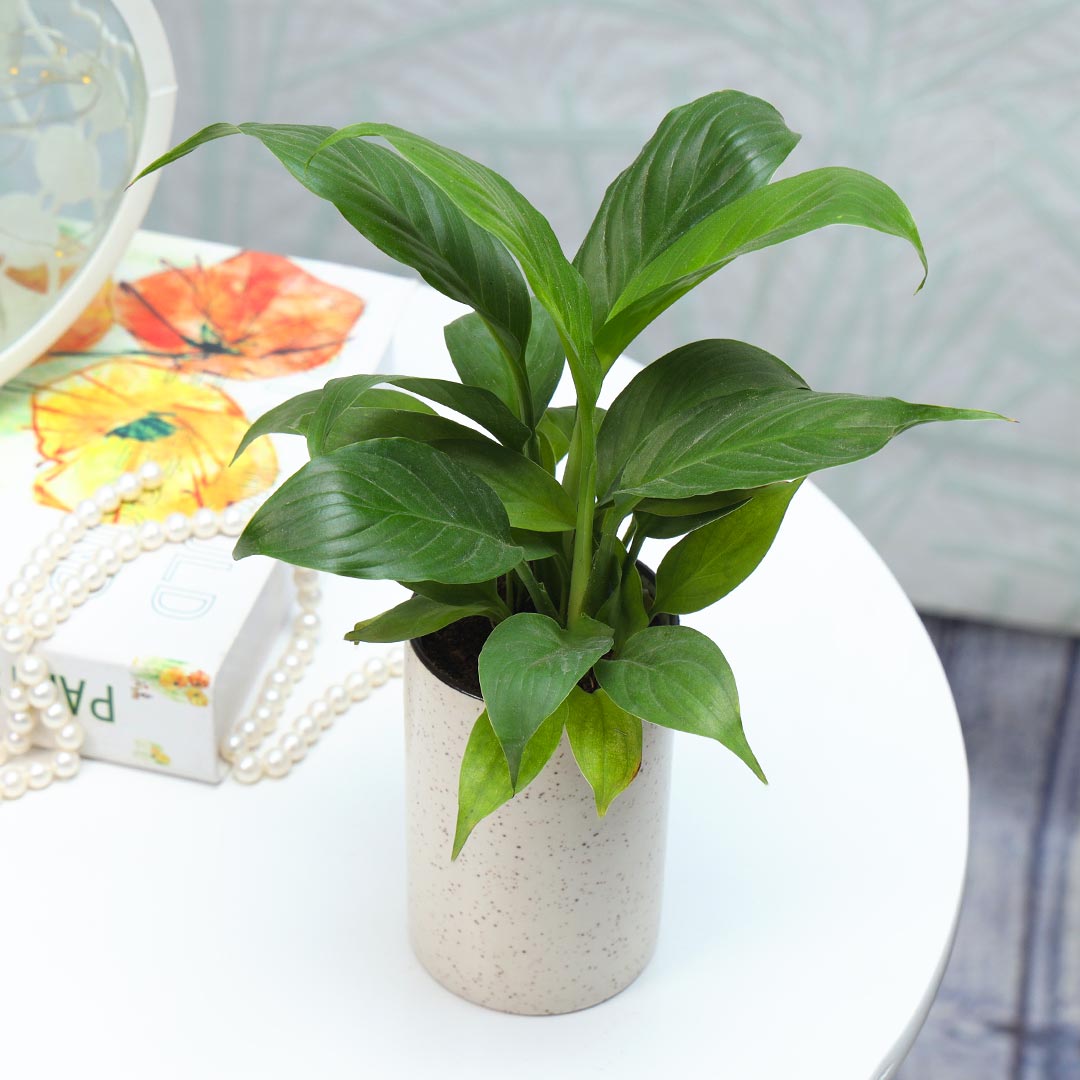 Peace Lily in pink ceramic cylindrical pot