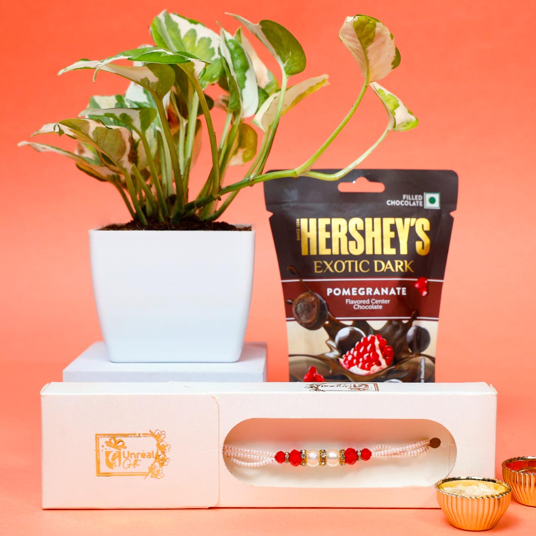 Pearl Rakhi With Money Plant & Hershey's