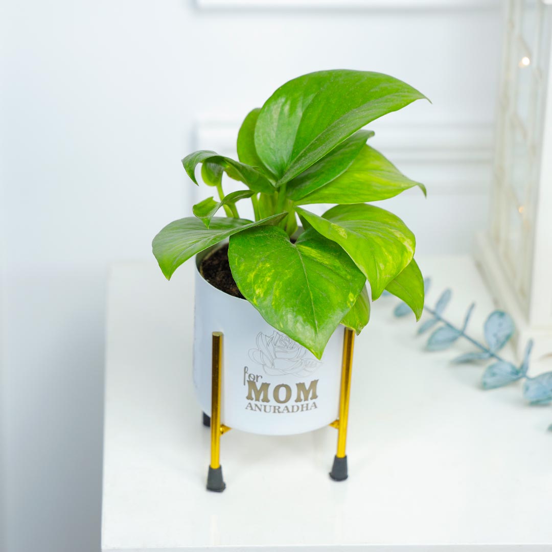 Personalised Money Plant For Mom