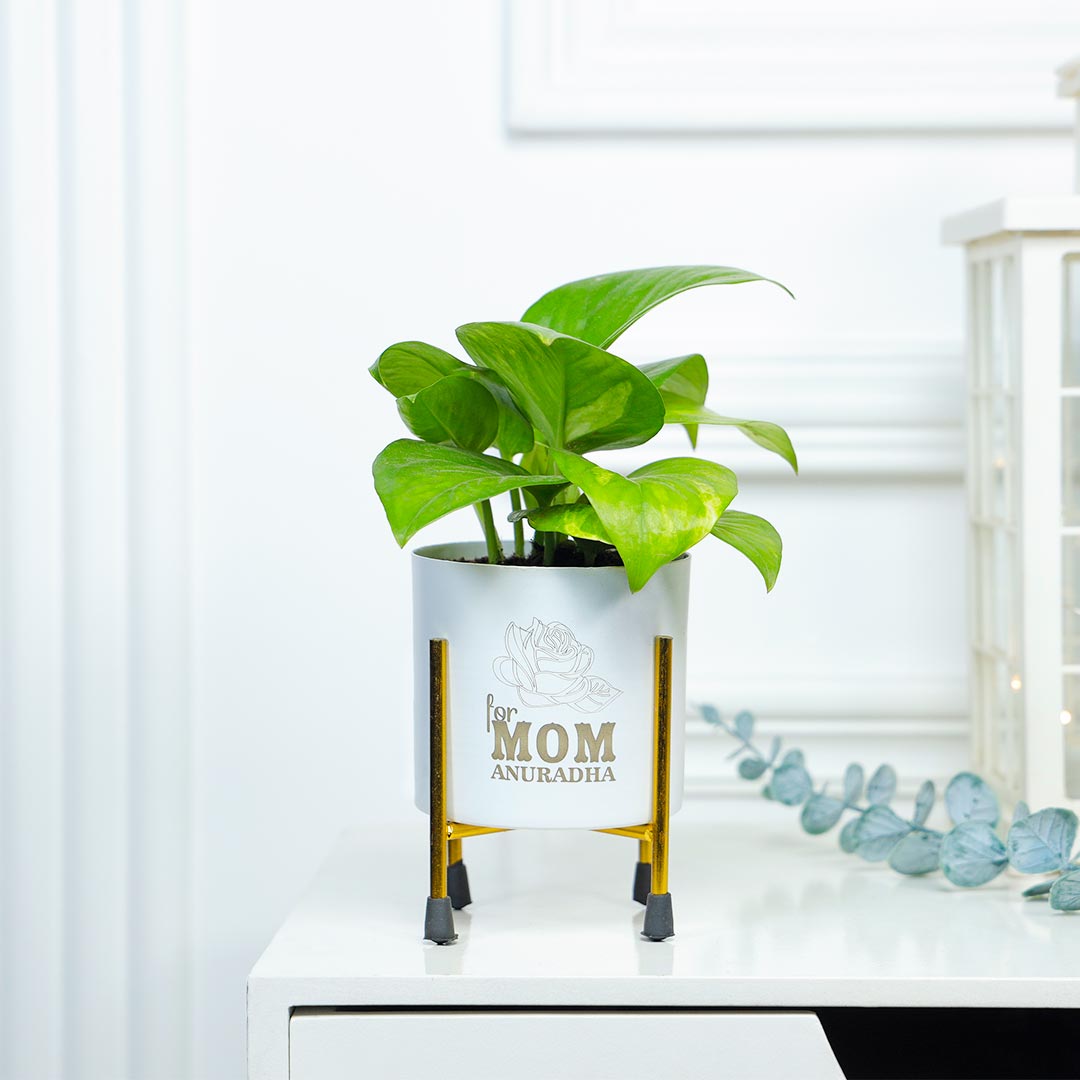 Personalised Money Plant For Mom