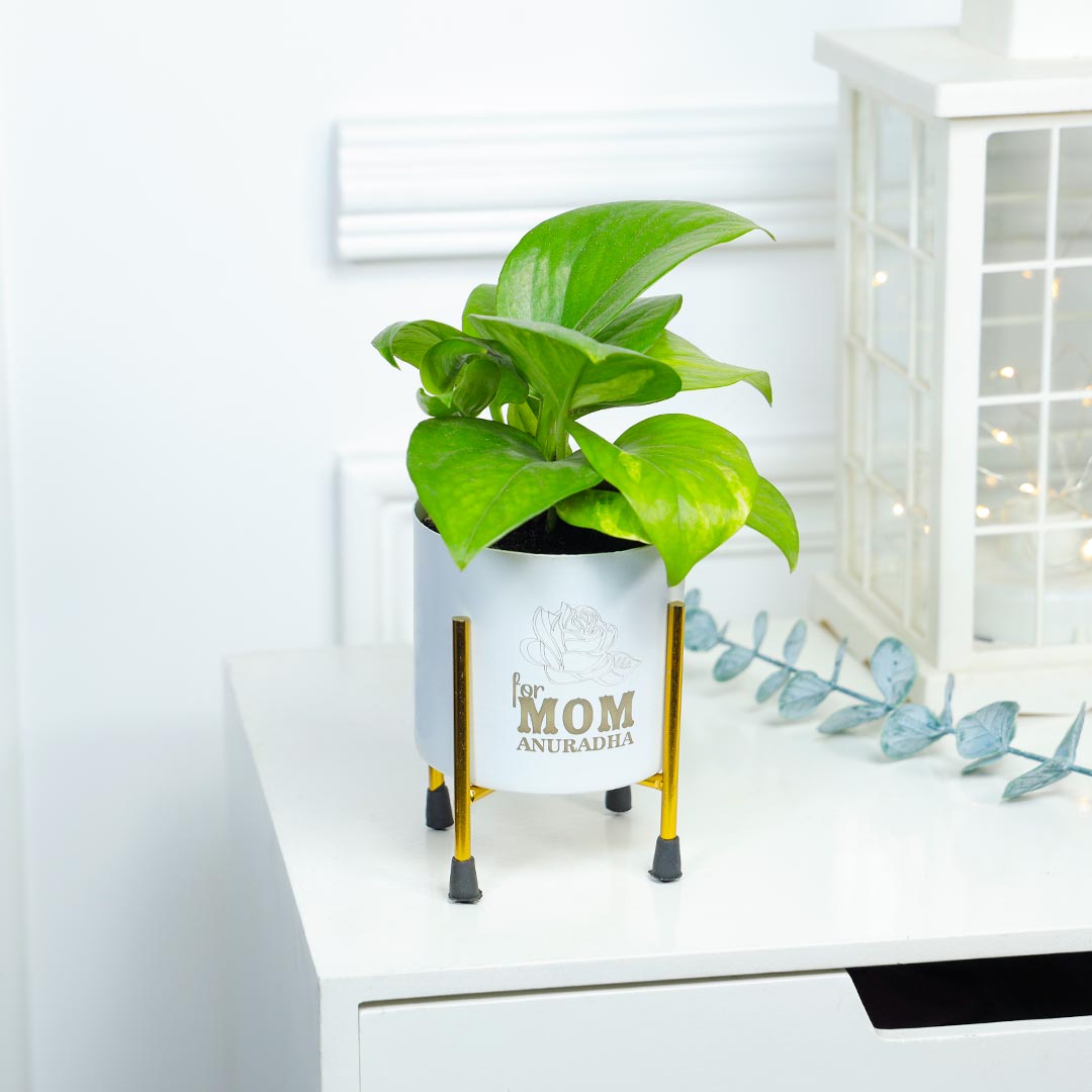 Personalised Money Plant For Mom