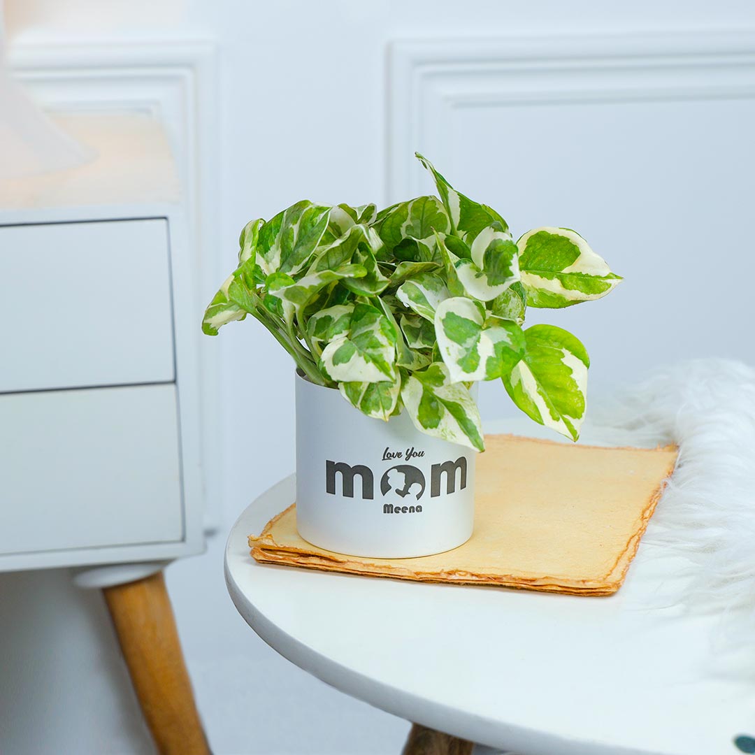 Personalised White Pothos For Mom In White Pot