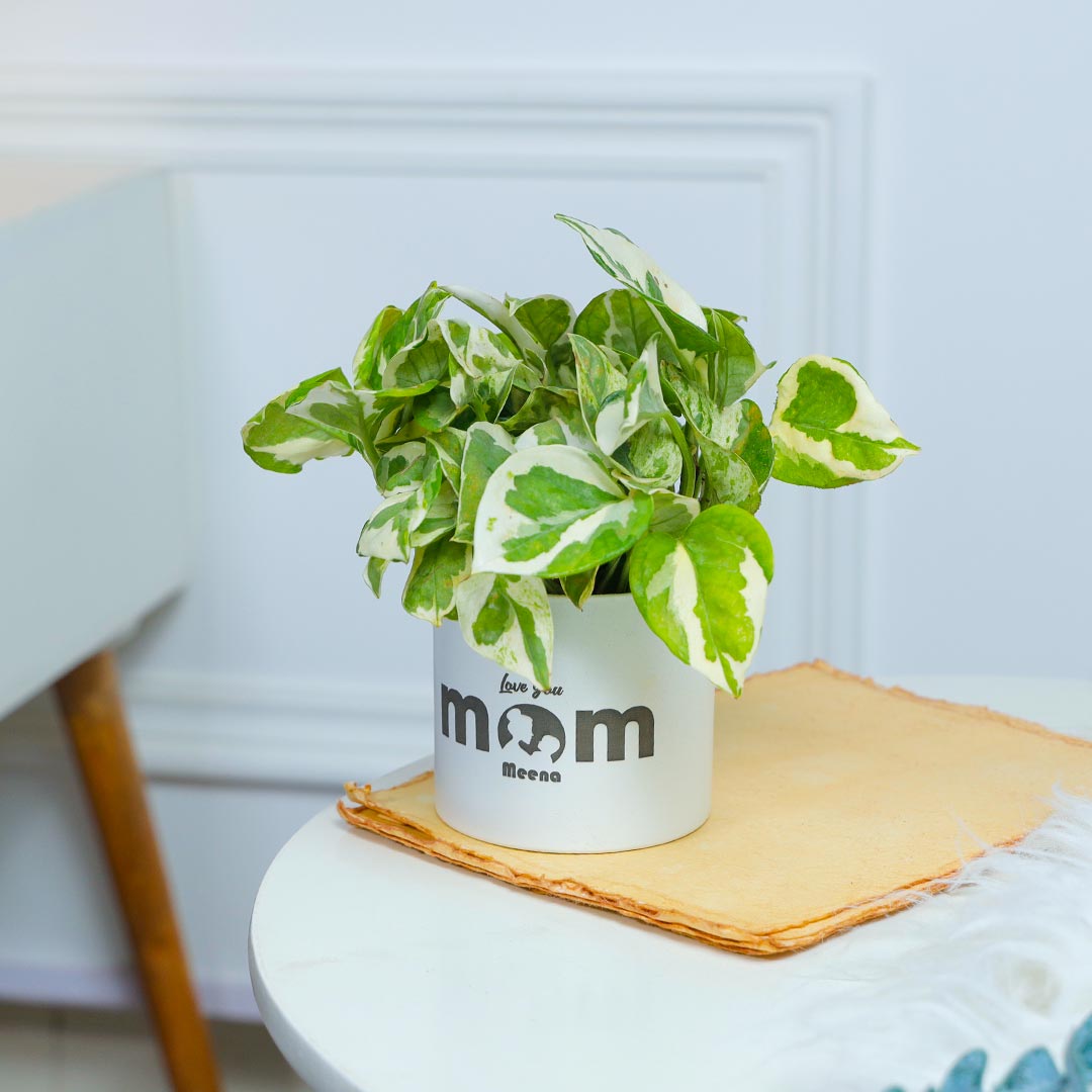 Personalised White Pothos For Mom In White Pot