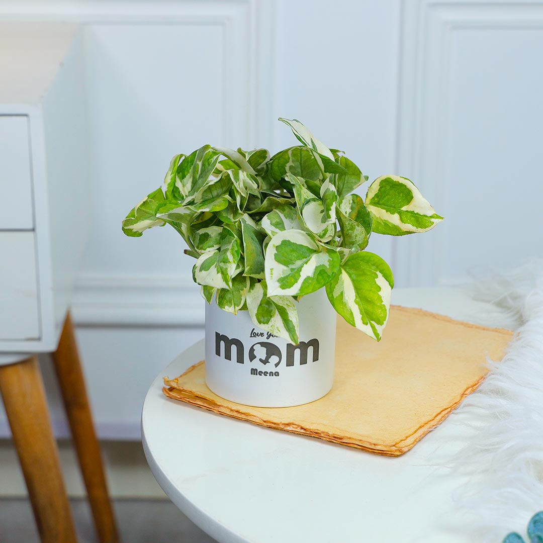 Personalised White Pothos For Mom In White Pot