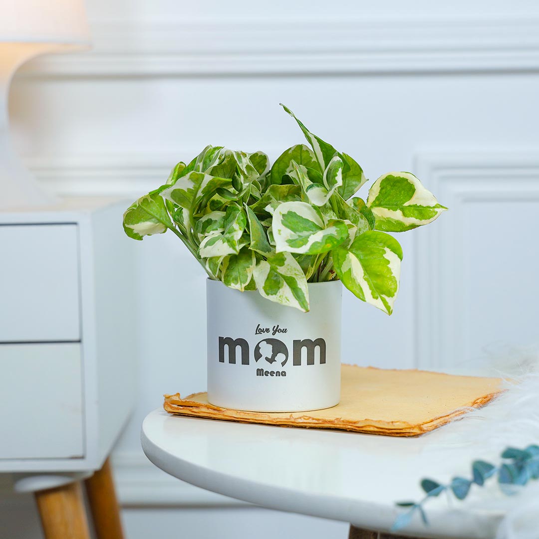 Personalised White Pothos For Mom In White Pot Send Now