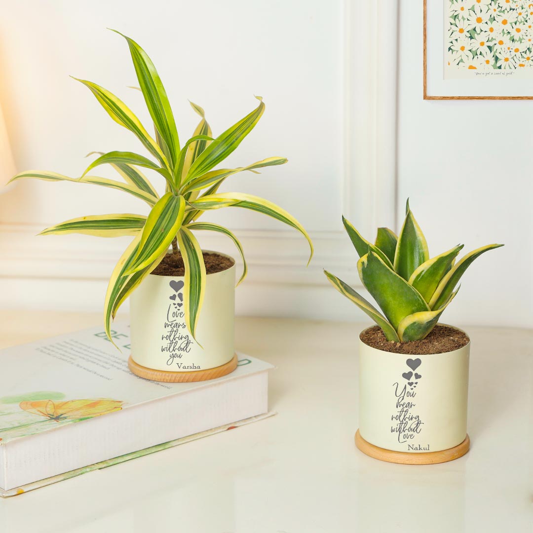 Personalized Amazing Combo Of 2 Air Purifying Plant For Love