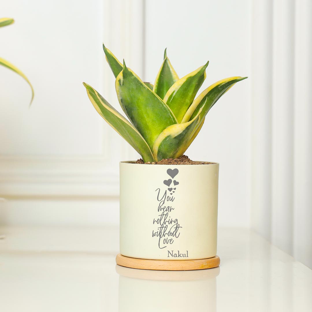 Personalized Amazing Combo Of 2 Air Purifying Plant For Love