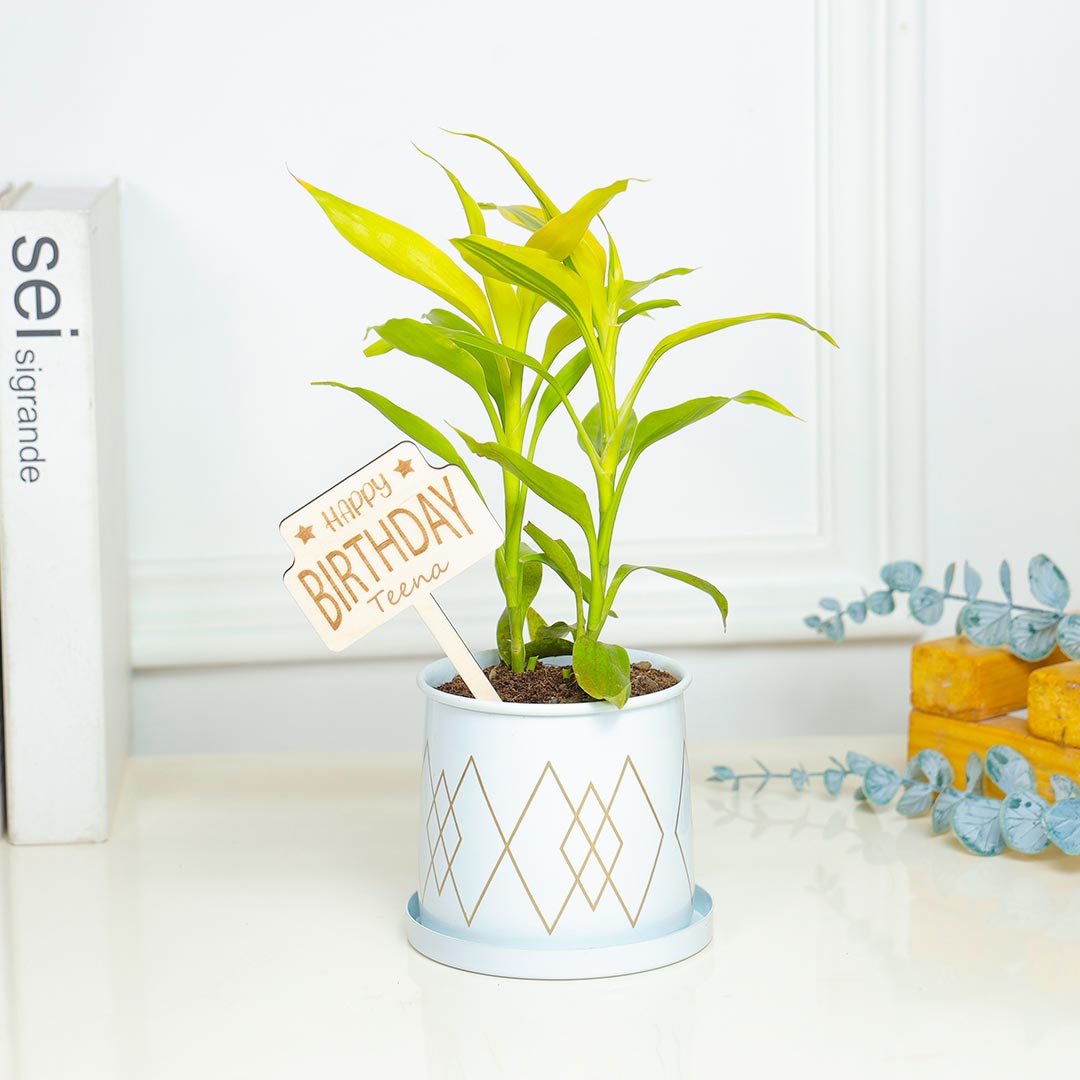 Personalized Birthday Dracena Bamboo Plant