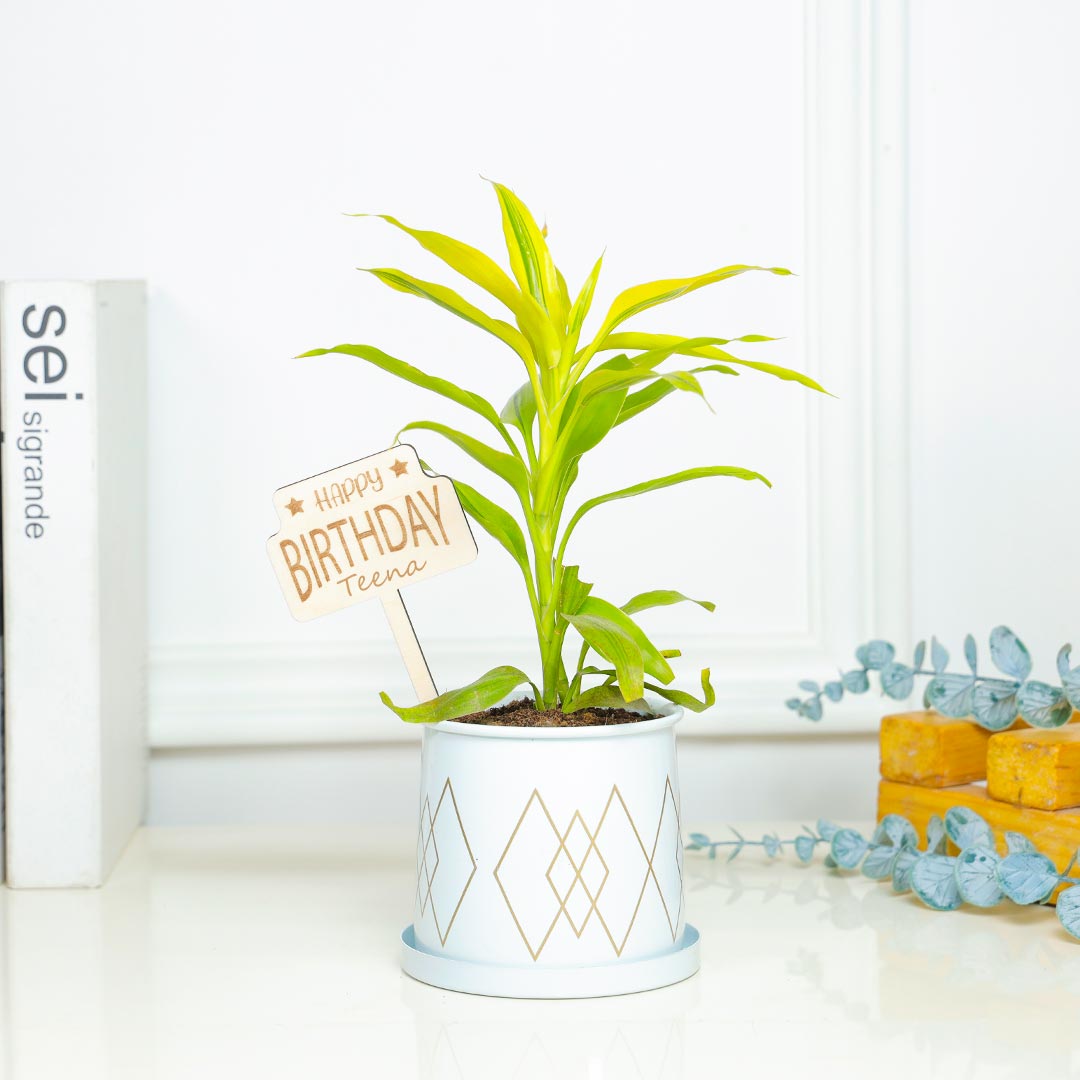 Personalized Birthday Dracena Bamboo Plant