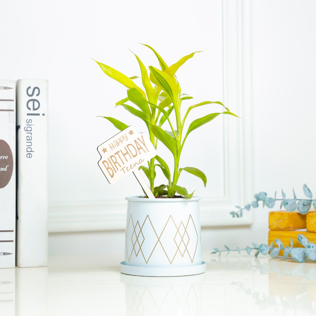 Send Personalized Birthday Dracena Bamboo Plant Online