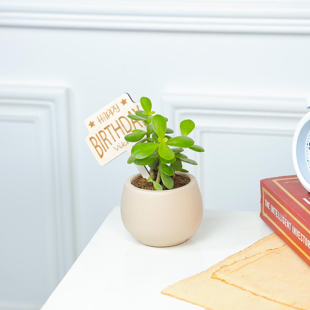 Personalized Birthday Jade Plant In Terracotta Pot