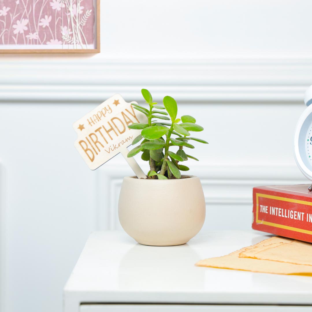 Personalized Birthday Jade Plant In Terracotta Pot