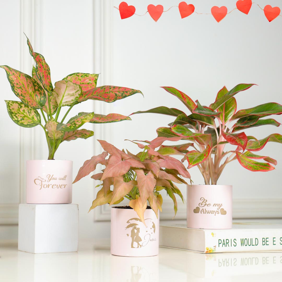 Personalized Forever Be My Always - Combo Of 3 Pink Plant