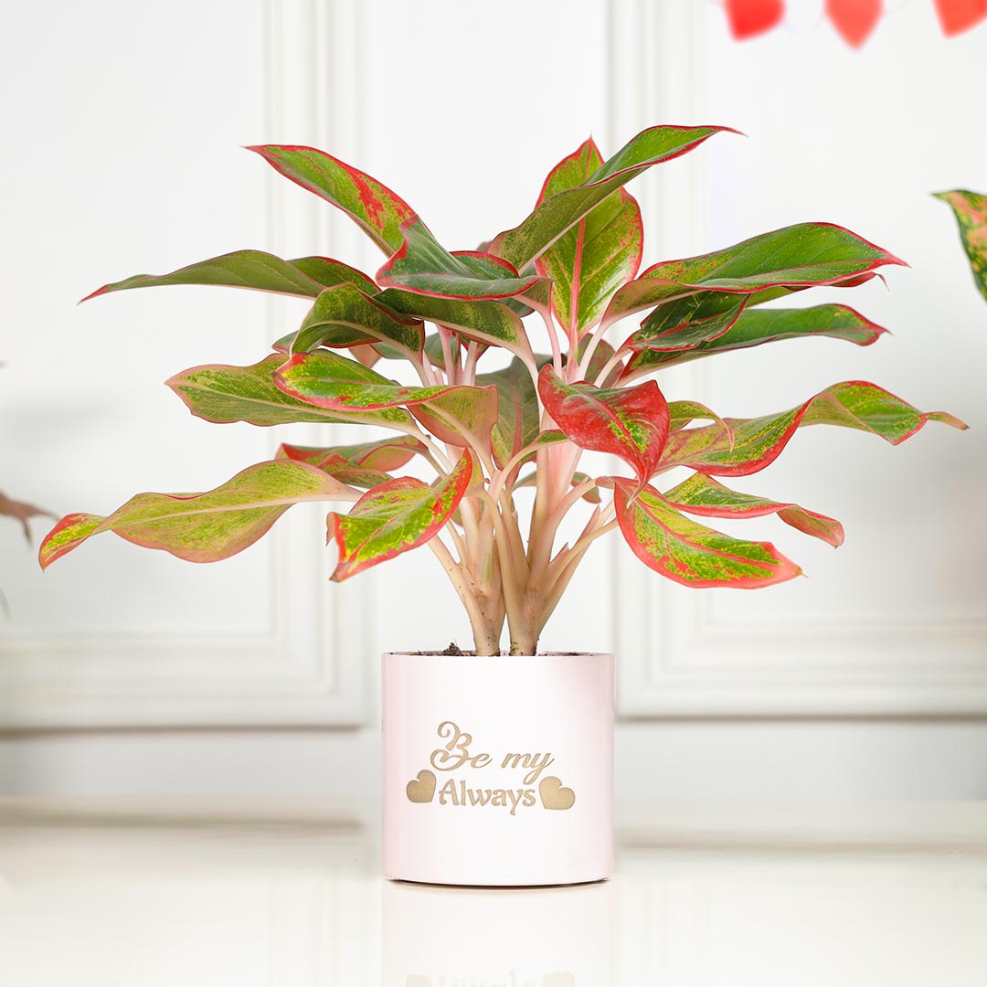 Personalized Forever Be My Always - Combo Of 3 Pink Plant