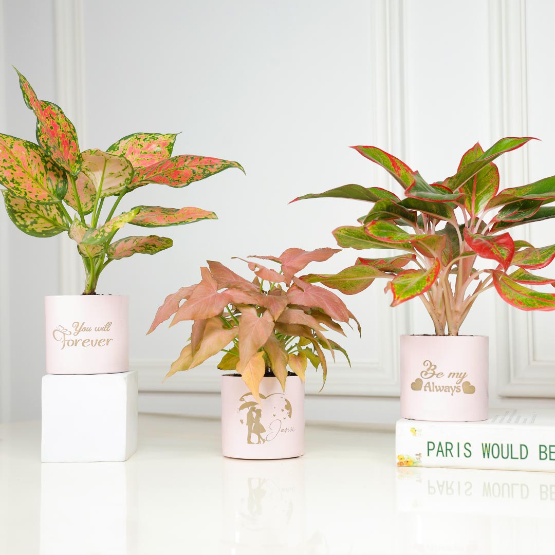 https://www.unrealgift.com/Personalized Forever Be My Always - Combo Of 3 Pink Plant