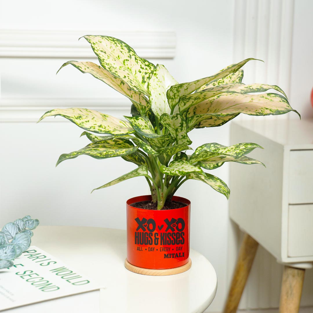 Personalized Love All Day Every Day - Snow White Aglonema Plant