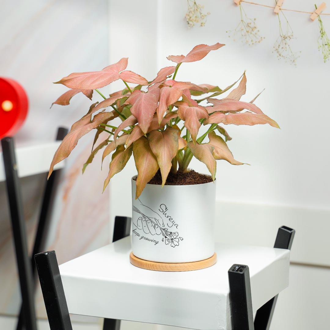 Personalized Love Keep Growing - Pink Syngonium Plant in White Pot