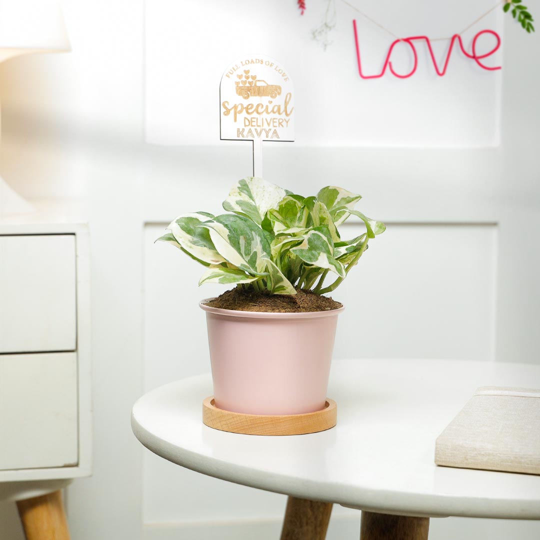 Personalized Love Special Delivery - White Phothos Plant