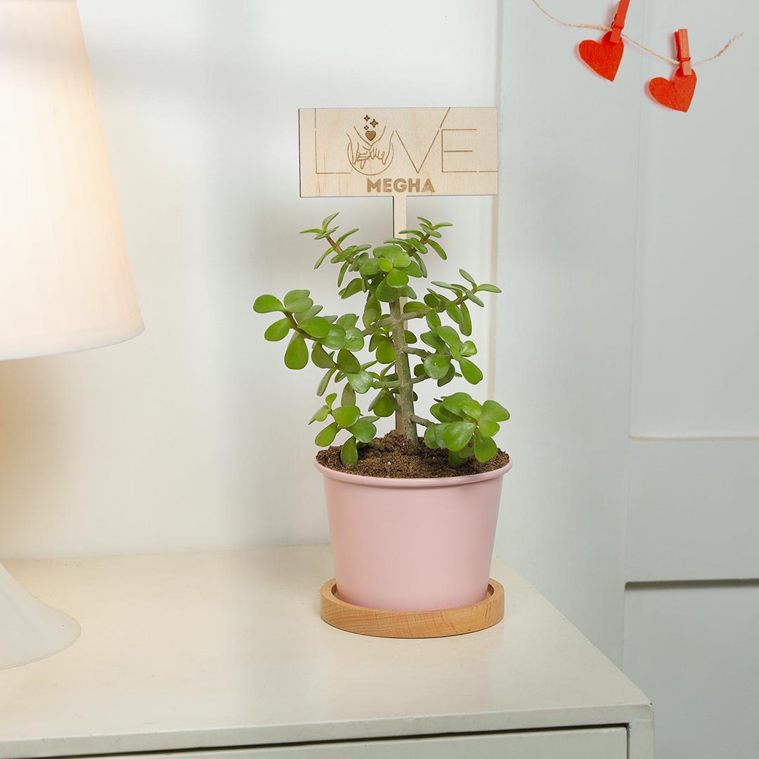 Personalized Love You Jade Plant In Pinkish Pot