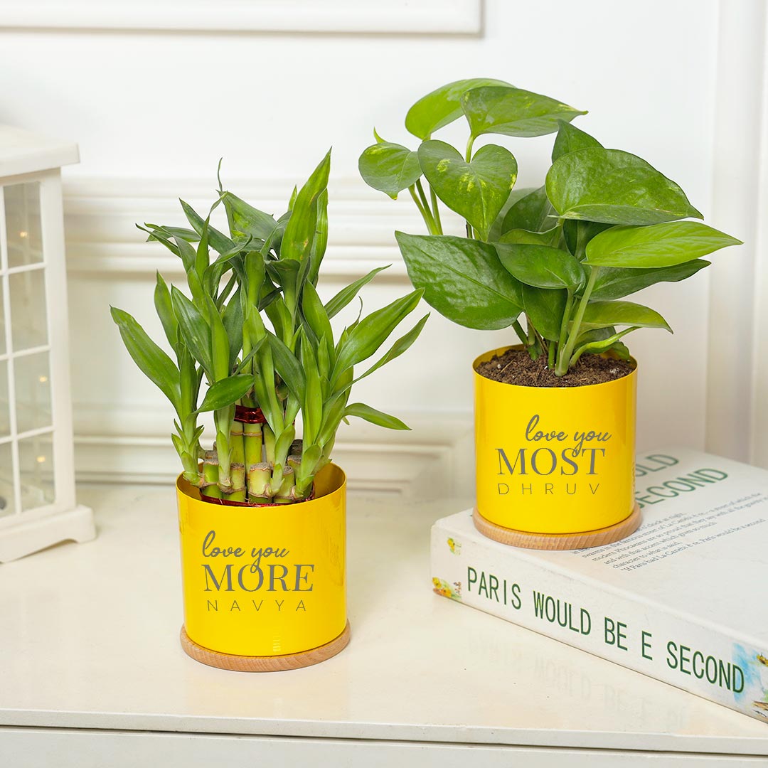 Personalized Love You More N Most Couple - Lucky Bamboo N Money Plant Combo