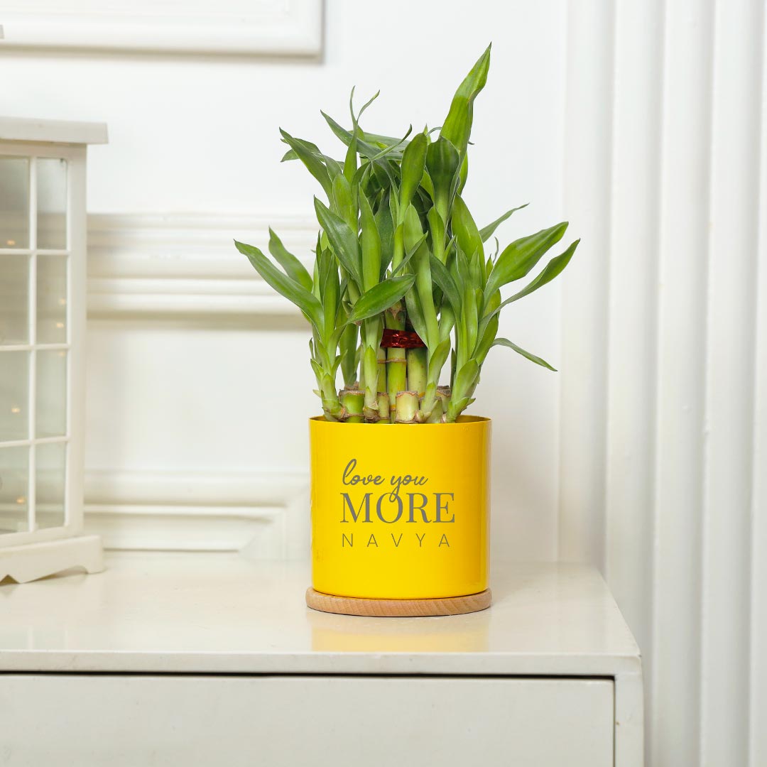 Personalized Love You More N Most Couple - Lucky Bamboo N Money Plant Combo