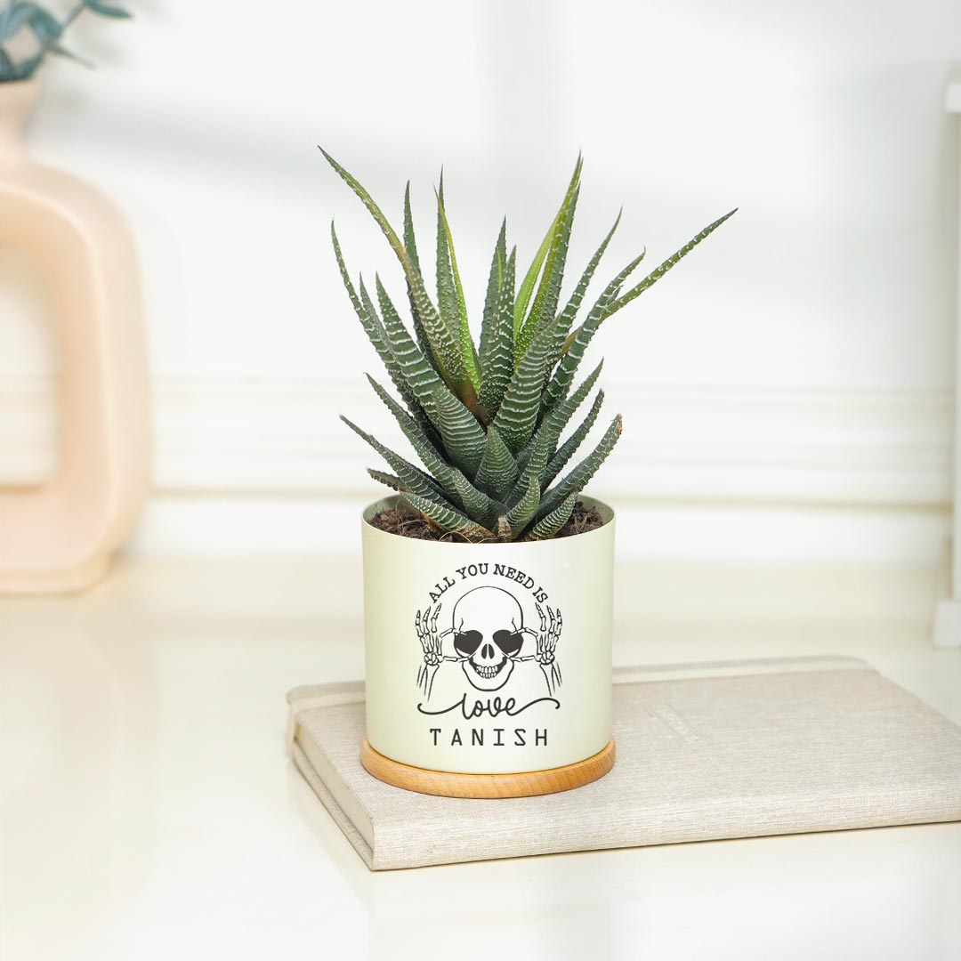 Personalized Need Love - Attractive Haworthia Plant