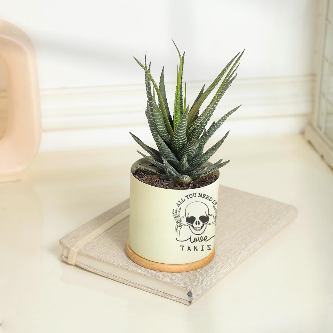 Personalized Need Love - Attractive Haworthia Plant