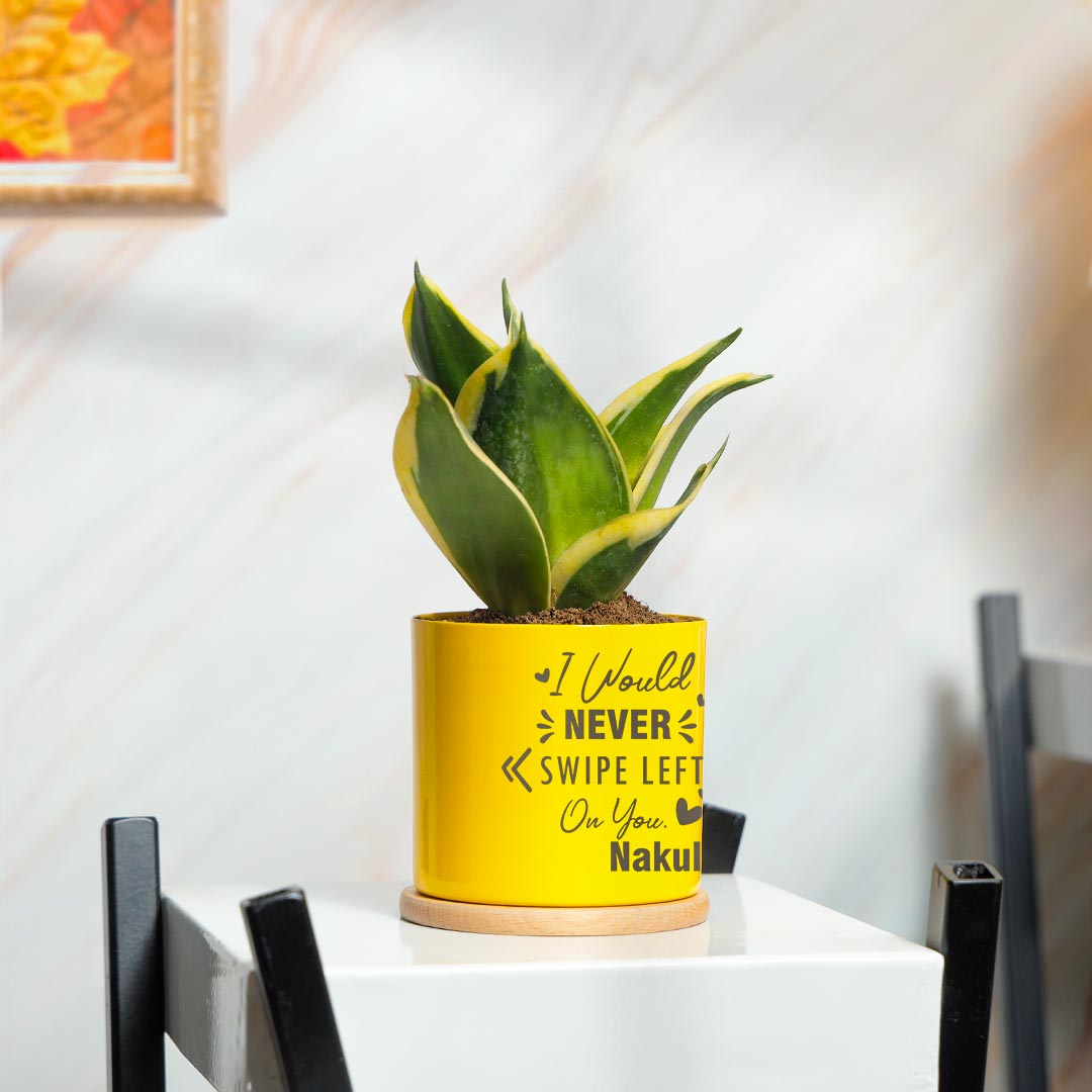 Personalized Never Swipe Left You - Lotus Sansevieria Snake plant