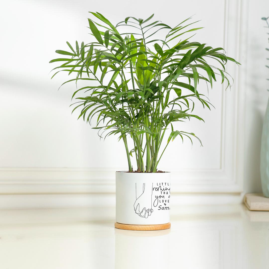 Personalized Reminder For Loved One - Attractive Chamendora Plant