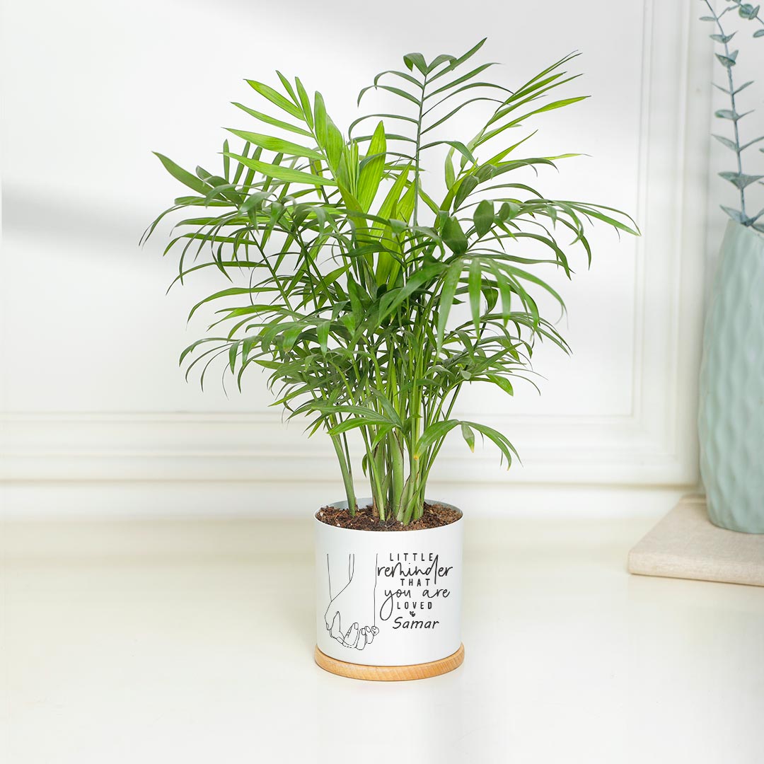 Personalized Reminder For Loved One - Attractive Chamendora Plant