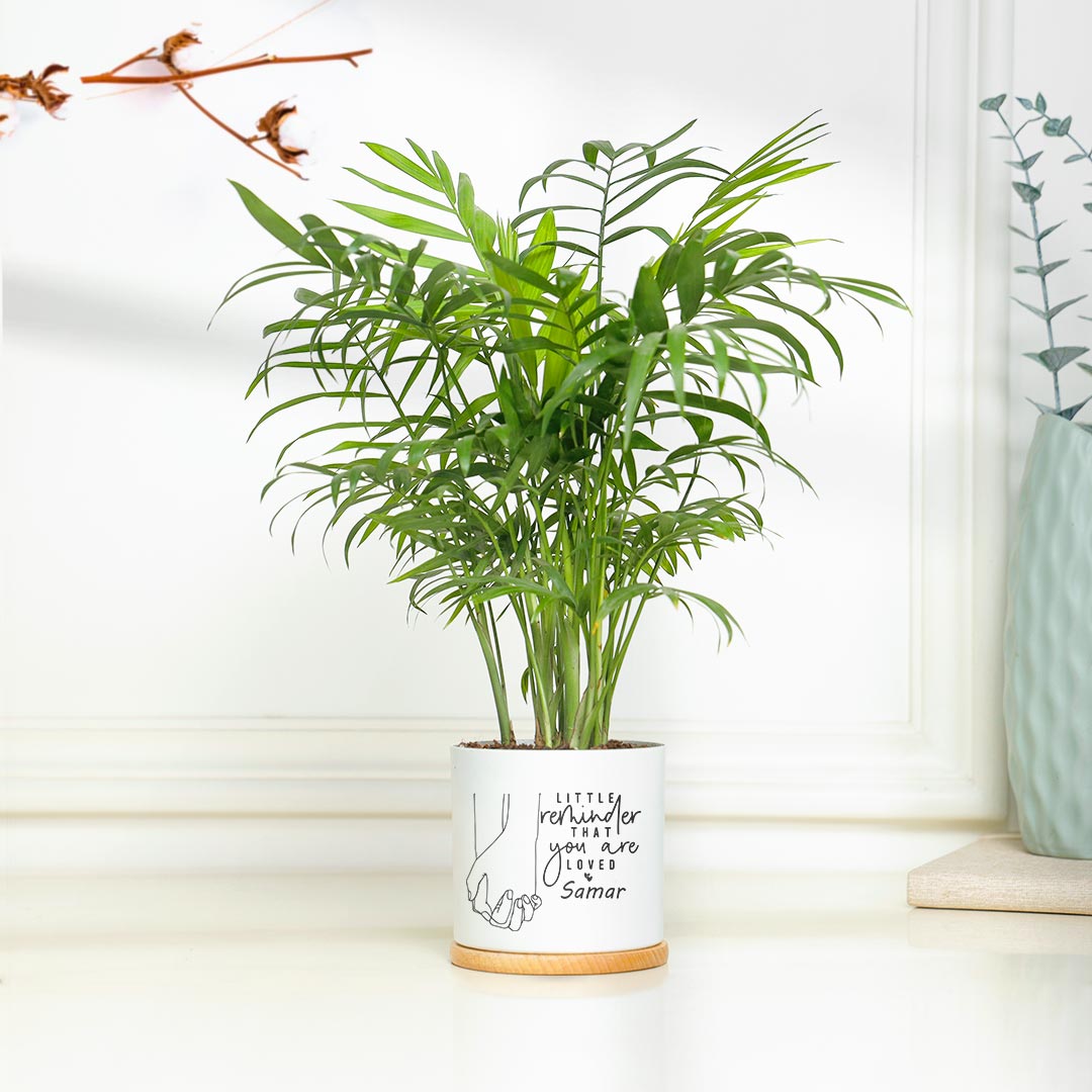 https://www.unrealgift.com/Personalized Reminder For Loved One - Attractive Chamendora Plant