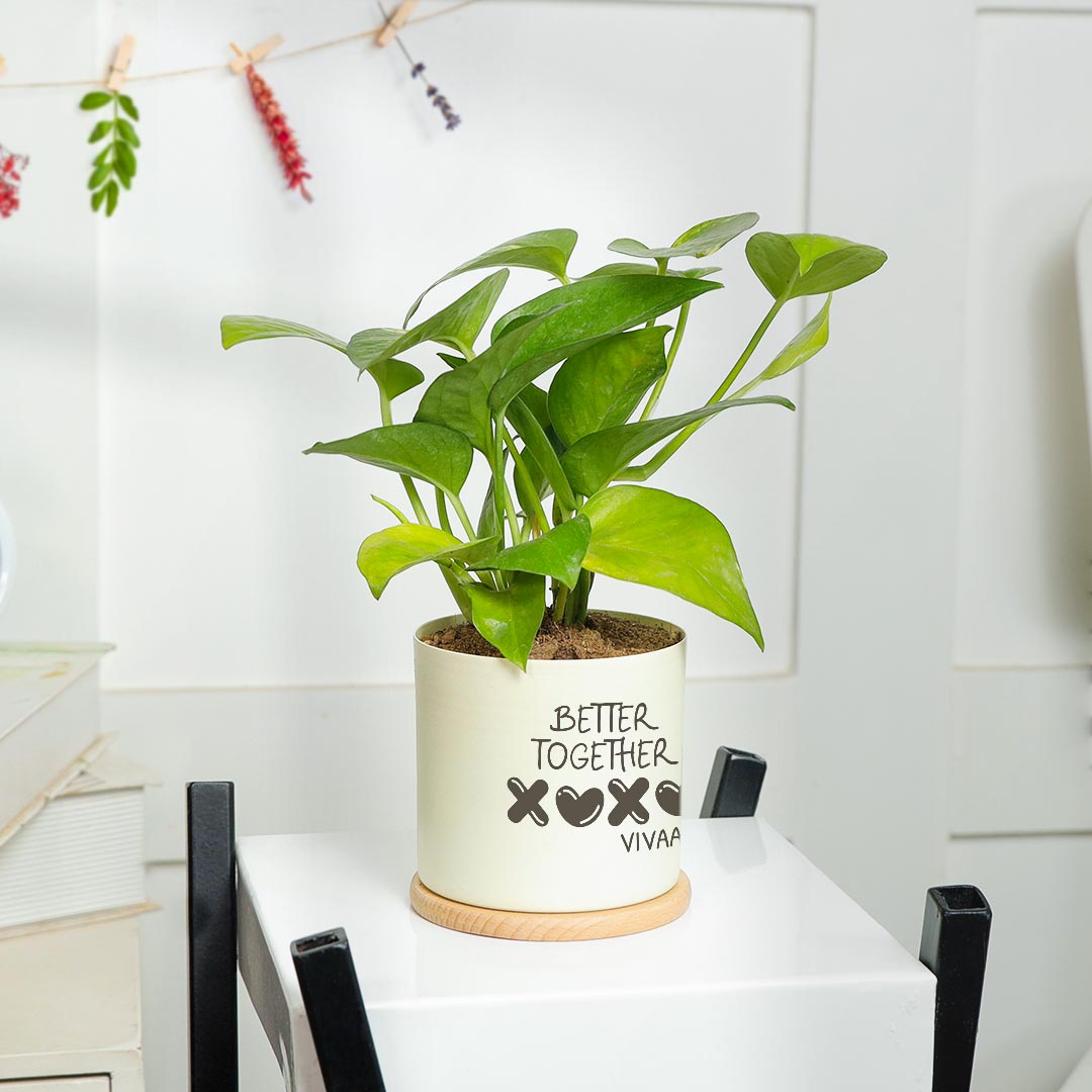 Personalized XOXO Better Together - Money Plant In Ivory Pot