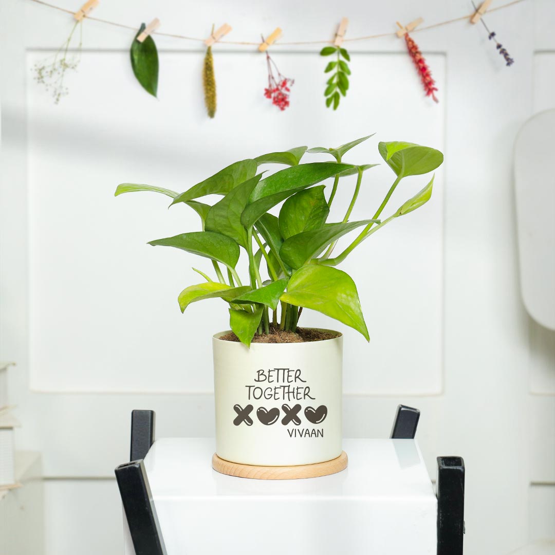 https://www.unrealgift.com/XOXO Better Together - Money Plant In Ivory Pot