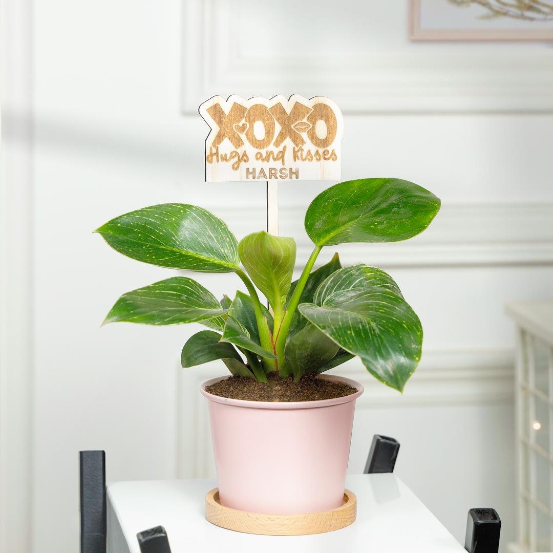 Personalized XOXO Huges n kisses - Birkin Philodendron Plant In Pink Pot