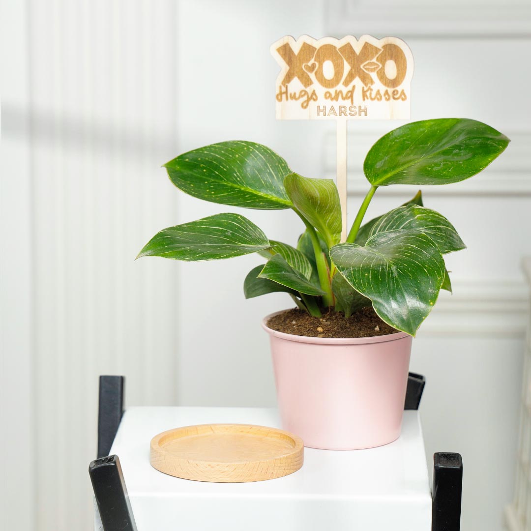 Personalized XOXO Huges n kisses - Birkin Philodendron Plant In Pink Pot