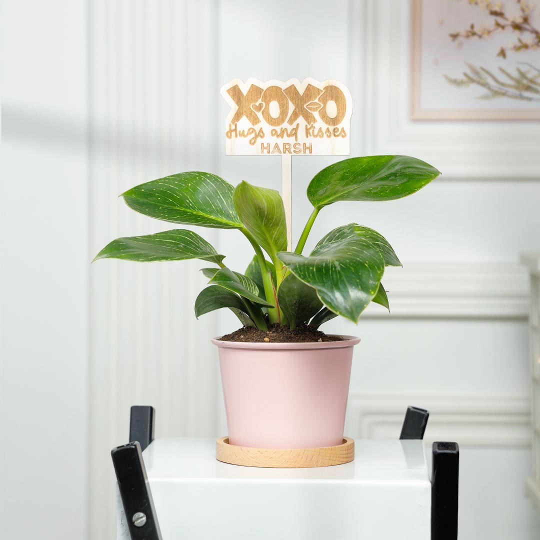 Personalized XOXO Huges n kisses - Birkin Philodendron Plant In Pink Pot