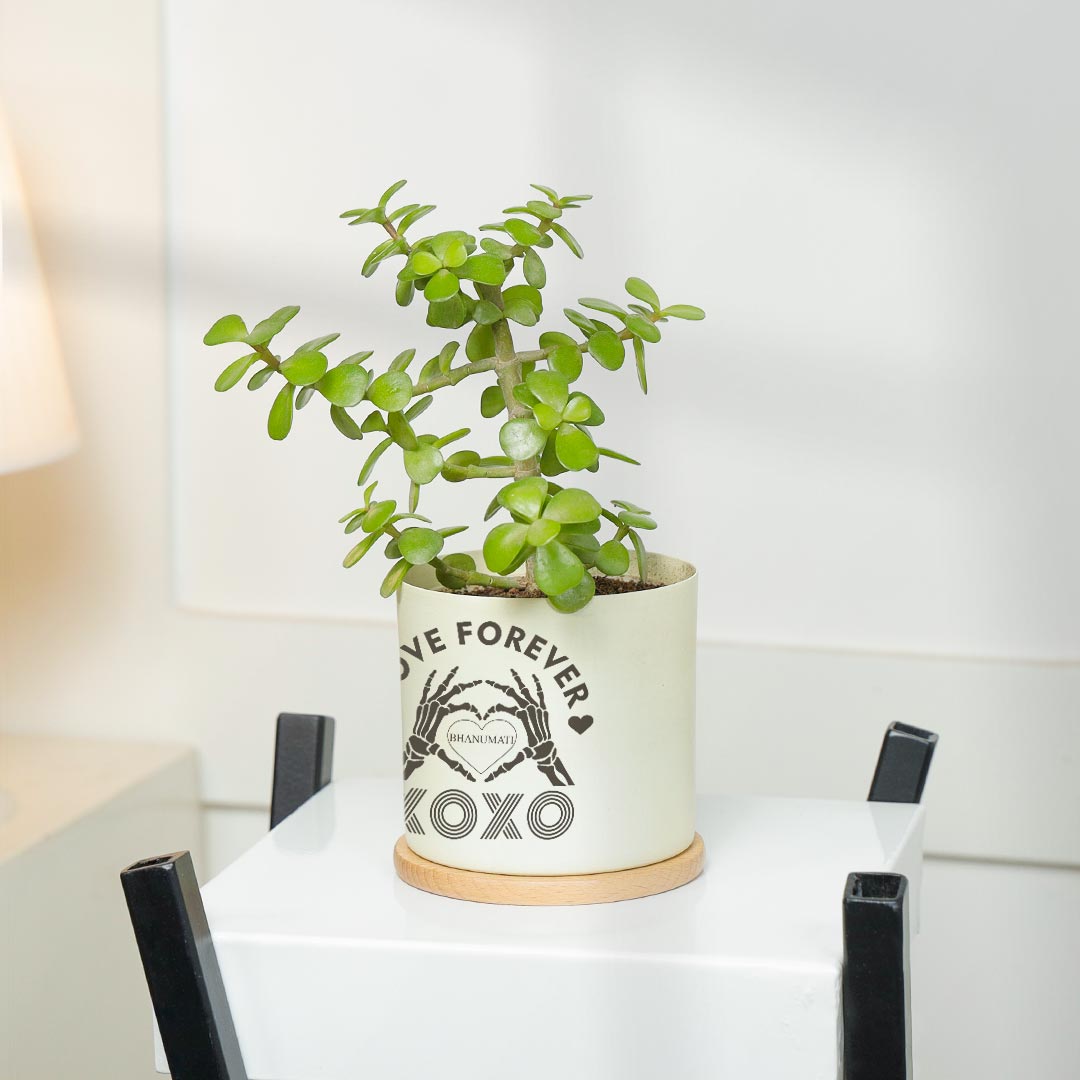 Personalized XOXO Love Forever - Evergreen jade Plant