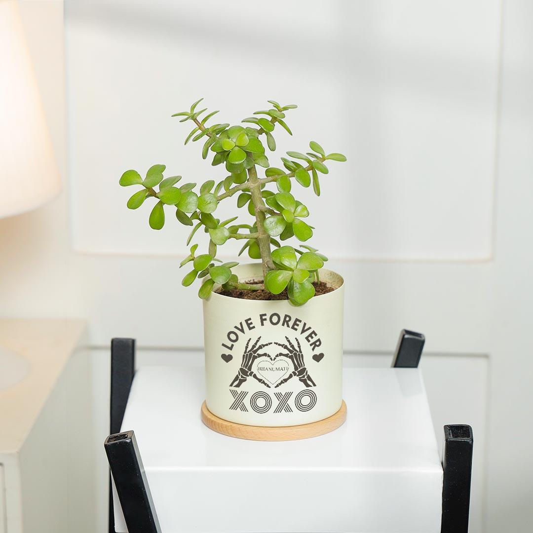 Personalized XOXO Love Forever - Evergreen jade Plant