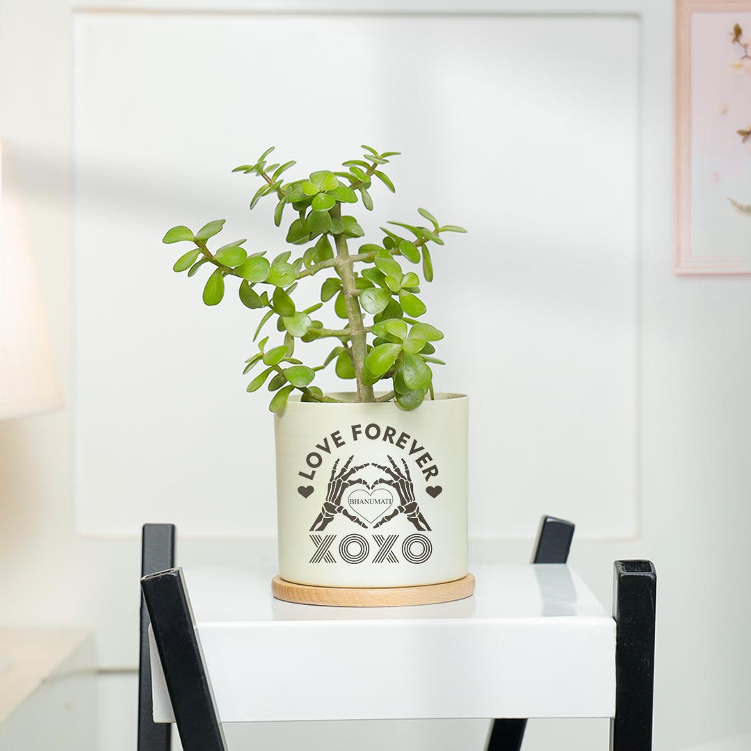 https://www.unrealgift.com/Personalized XOXO Love Forever - Evergreen jade Plant