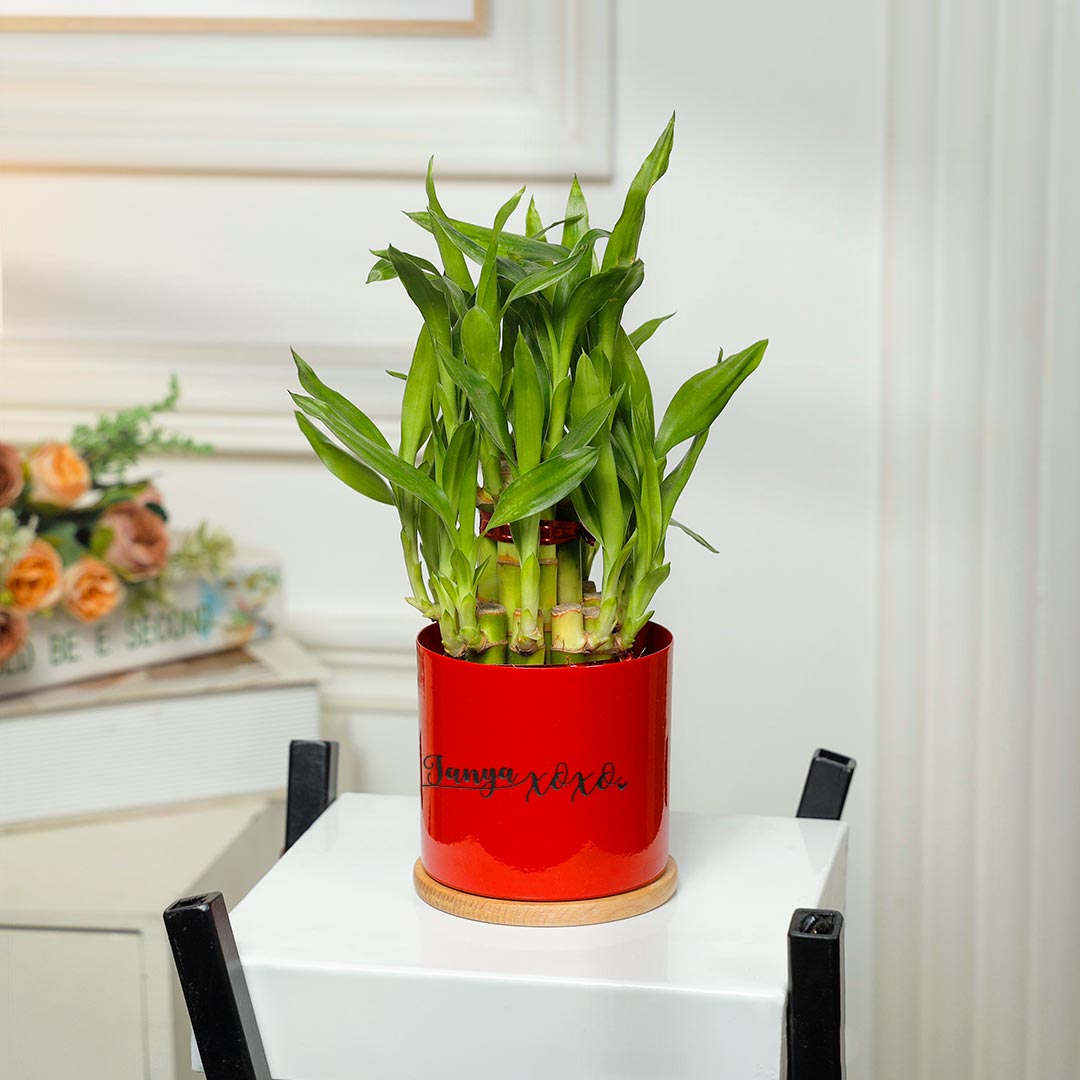 Personalized XOXO Love Lucky Bamboo In Red Planter