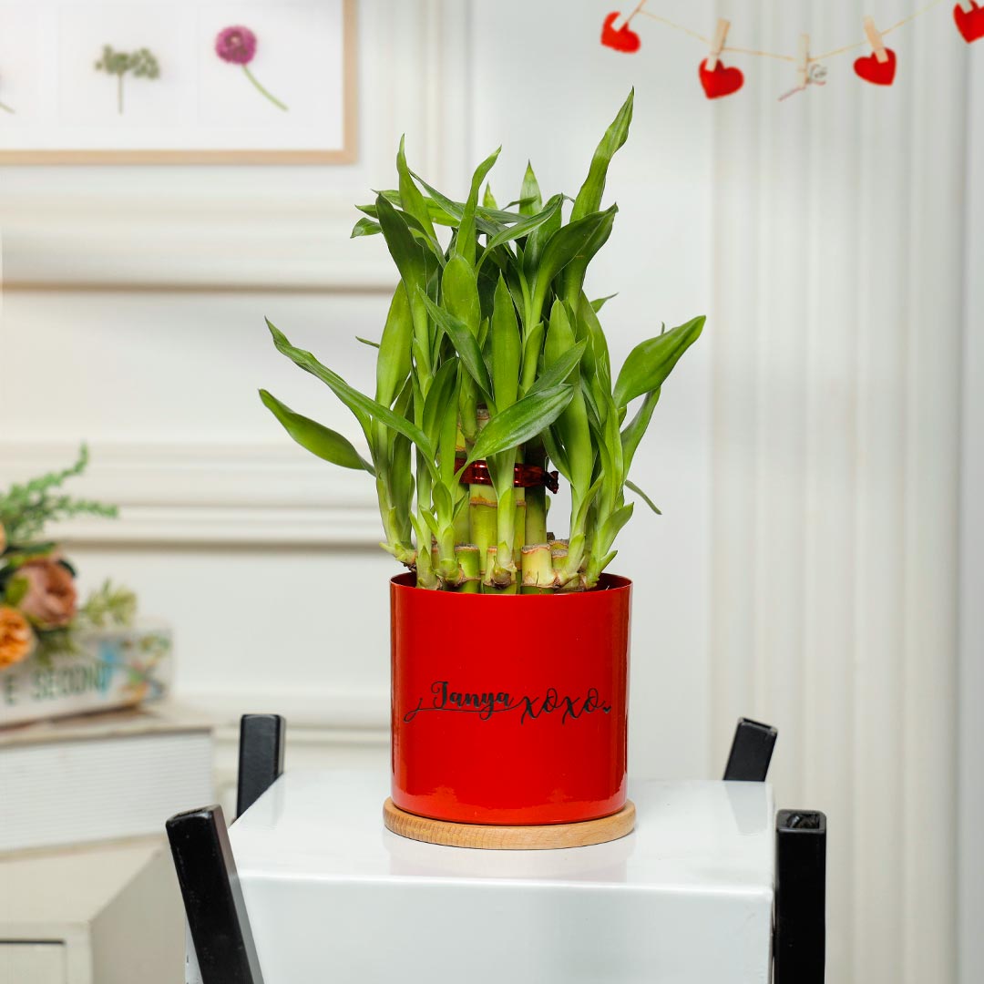 https://www.unrealgift.com/Personalized XOXO Love Lucky Bamboo In Red Planter