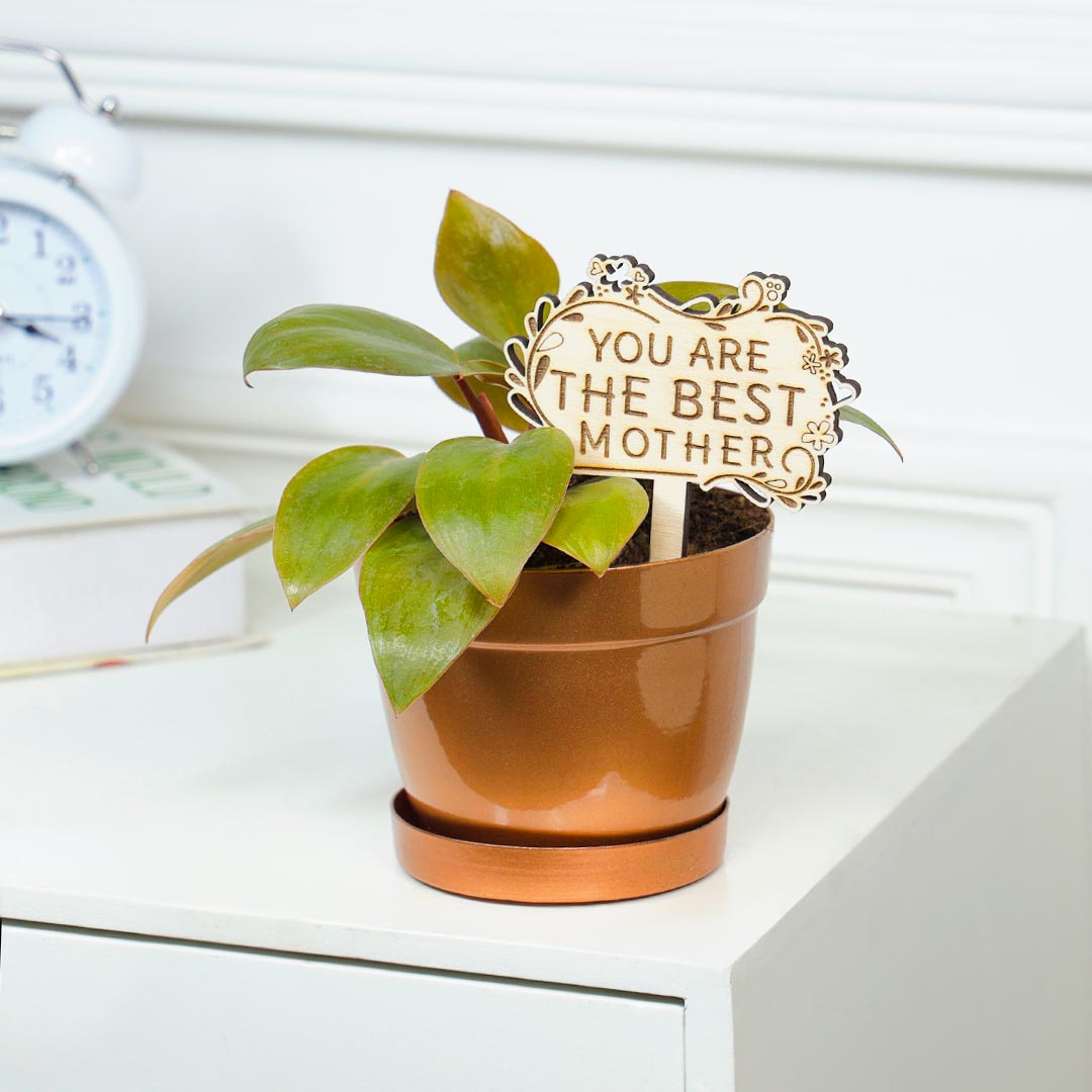 Philodendron Plant For Best Mother