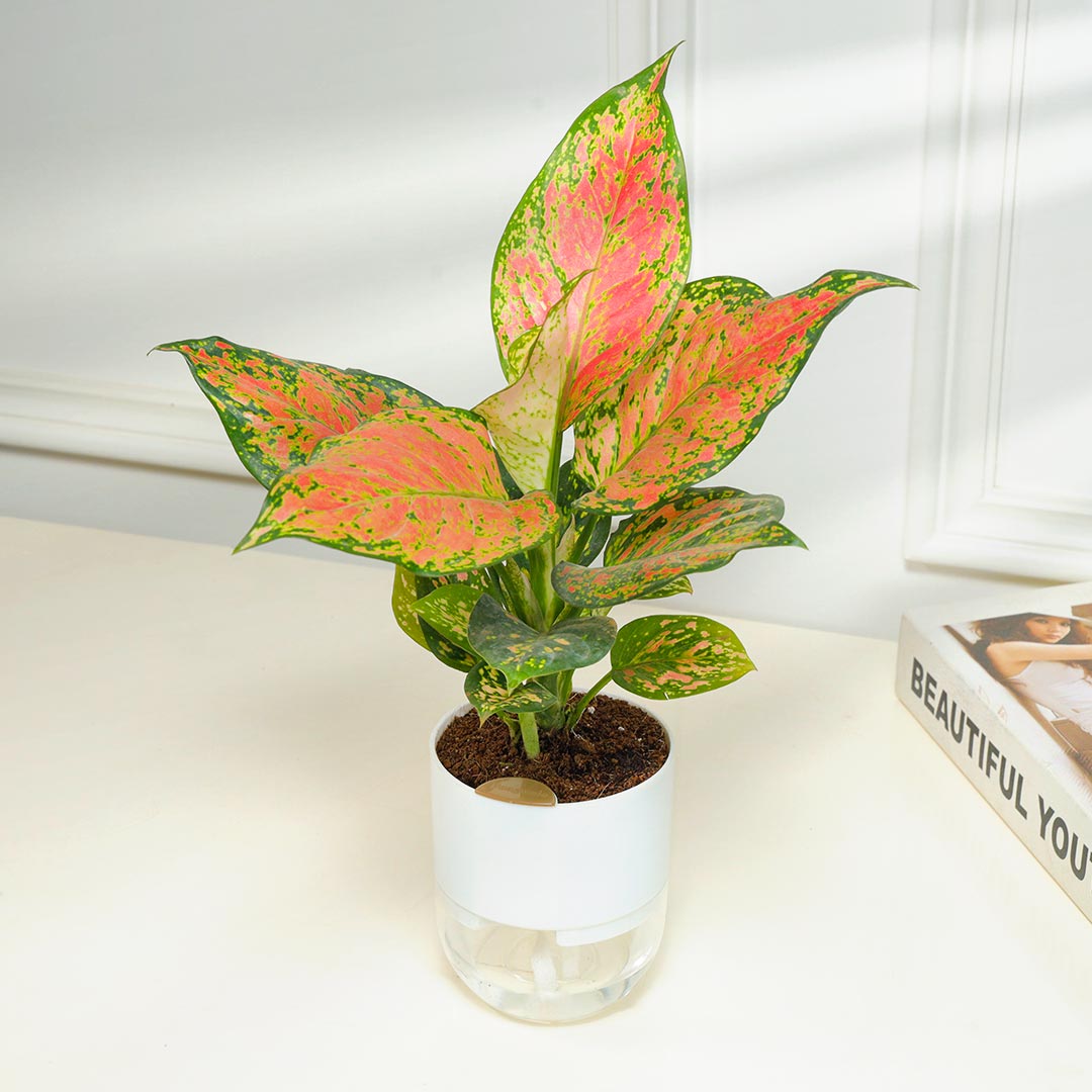 Pink Aglanema in Self-Watering Pot