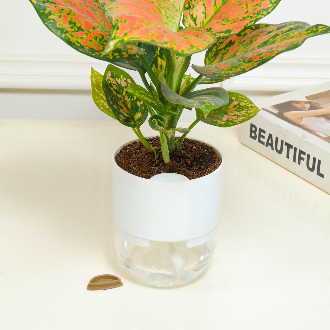 Pink Aglanema in Self-Watering Pot