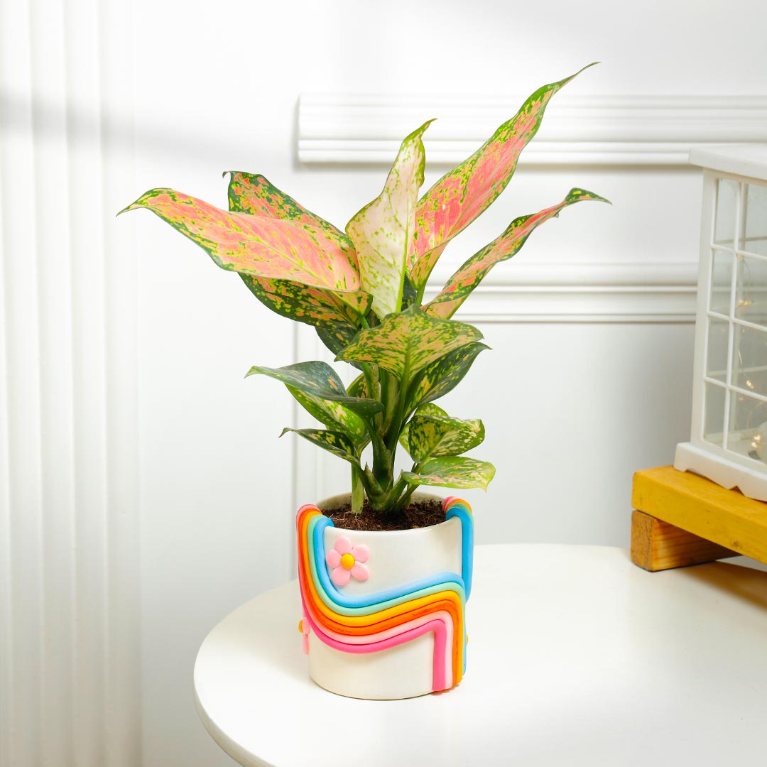 Pink Aglaonema Plant in Rainbow Handcrafted Ceramic Pot