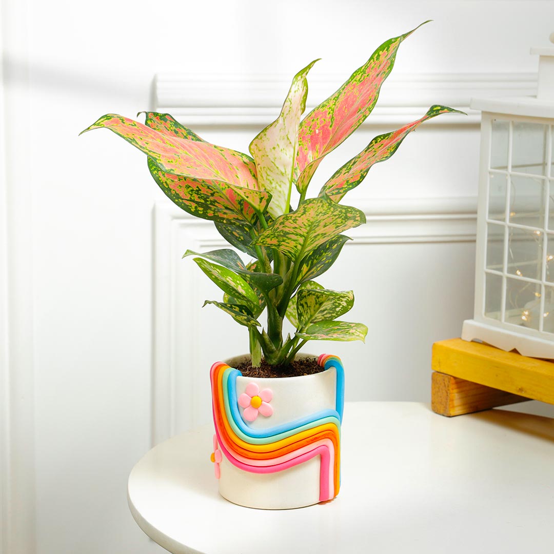 Pink Aglaonema Plant in Rainbow Handcrafted Ceramic Pot