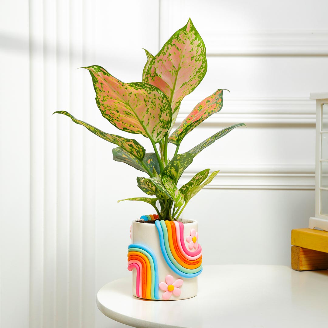 Pink Aglaonema Plant in Rainbow Handcrafted Ceramic Pot