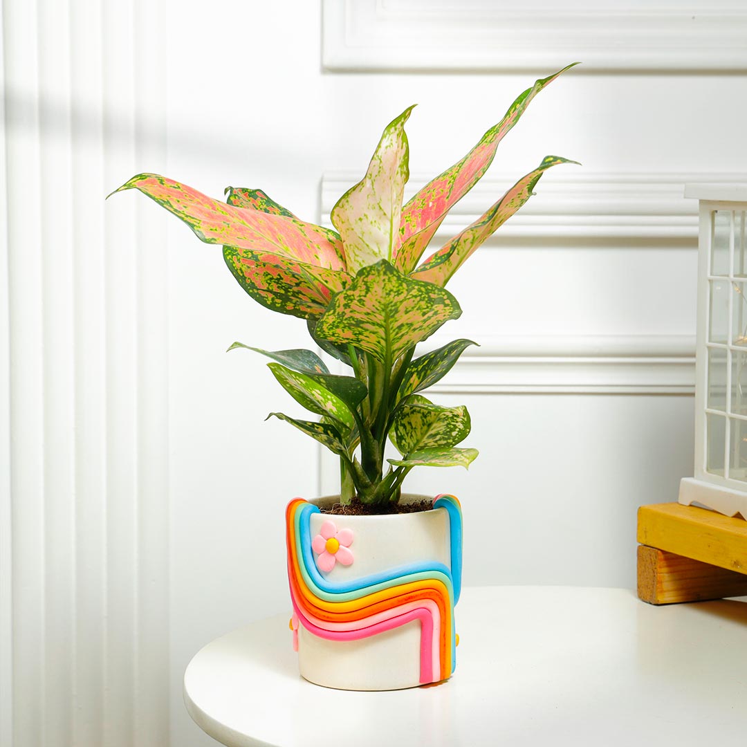 Pink Aglaonema Plant in Rainbow Handcrafted Ceramic Pot