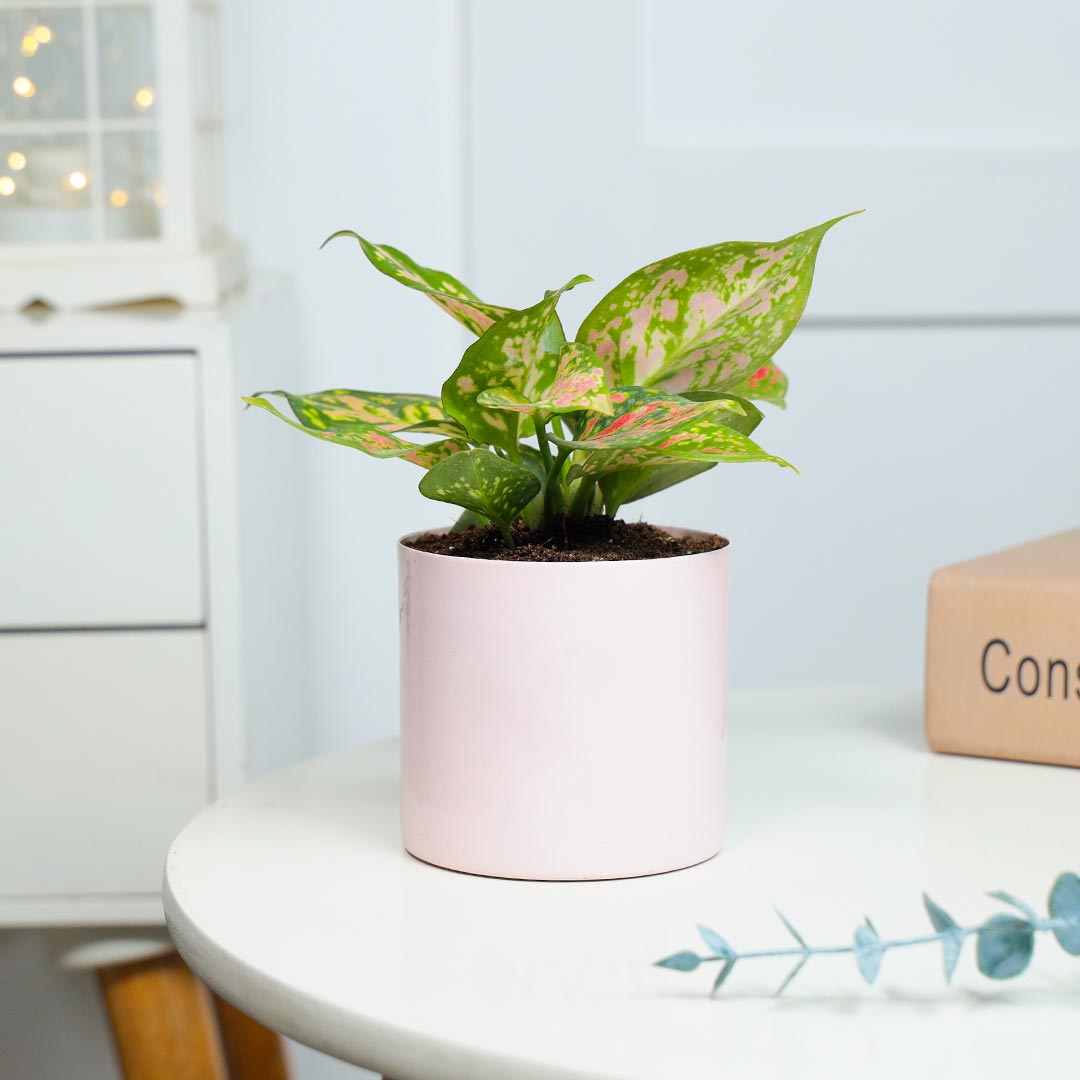 Pink Aglonema In Pink Cylinder Pot