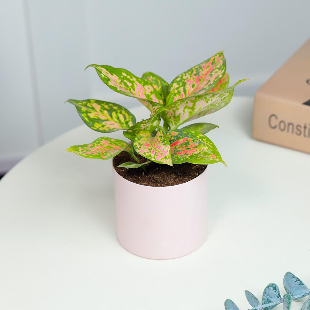 Pink Aglonema In Pink Cylinder Pot